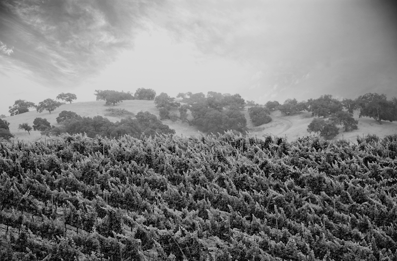 Stolpman Vineyards - Tasting Room